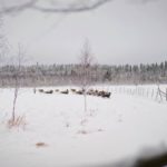 Reindeer-Lapland