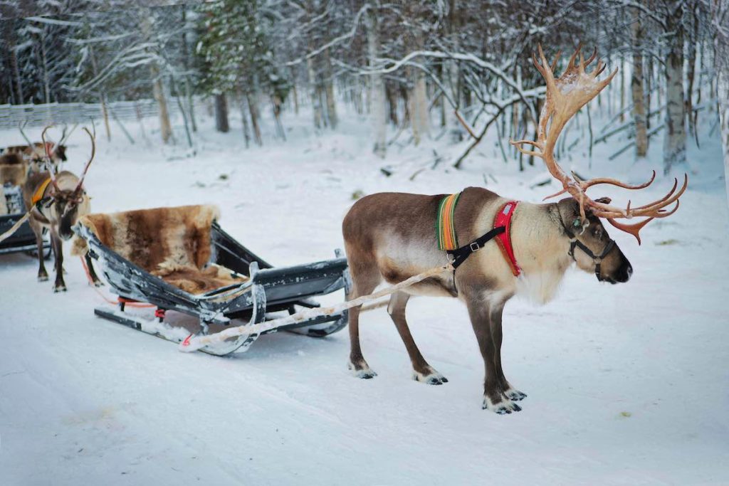 Lapland with Mushrooms for Santa