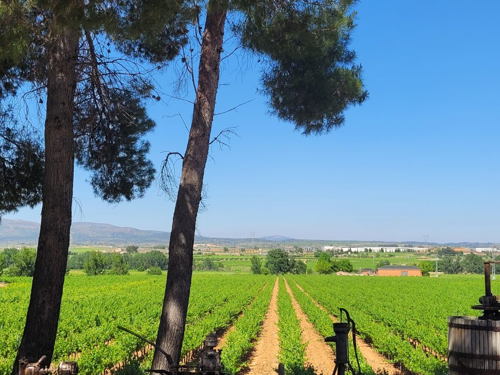 Vineyard at Vegalfaro