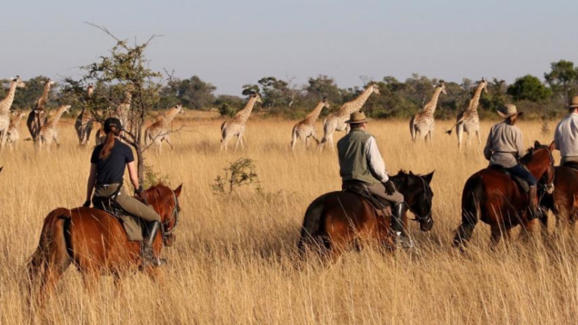 safari horse travel