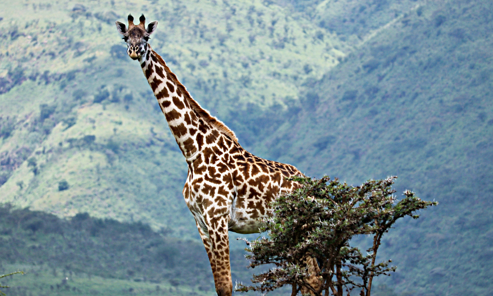 A giraffe towers over a tree, and you can see in a hazy blue blur the mountains behind 