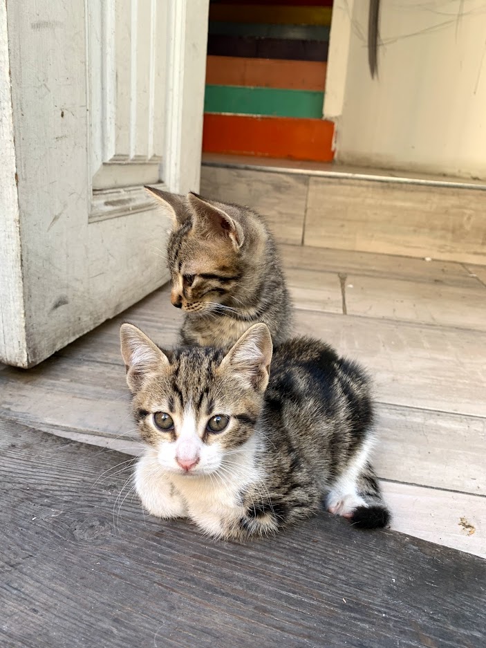 The first pic is from a street in Istanbul, and two tabby kittens are sitting on the steps of a shop. One looks straight at the camera and the other looks sideways. The second picture has a cat lazing around on a carton and in the background you can see bookstores, and people.
