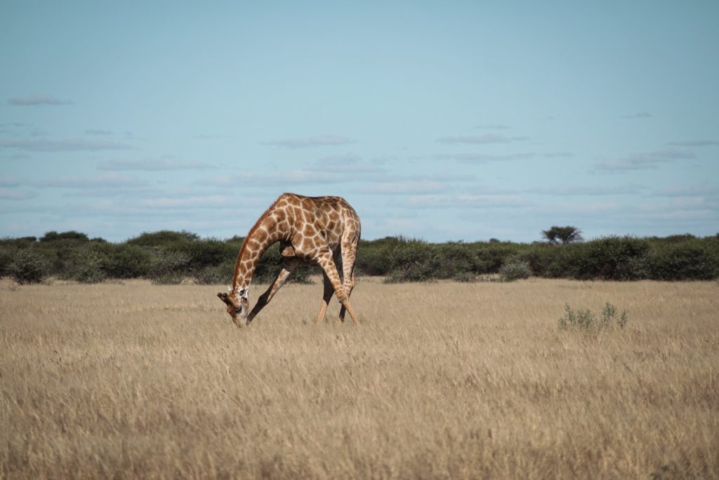 You can see a giraffe bending over in the savannah 