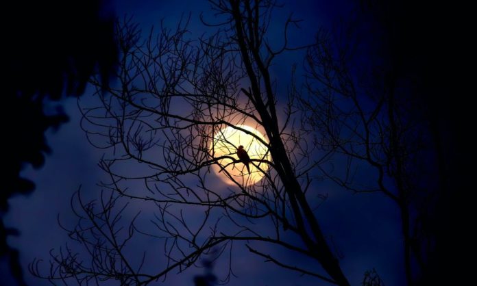 A blue sky with dark black outline of a tree and a full moon with a bird sitting on a branch - a picture that captures a ghostly aura or atmospheric feeling