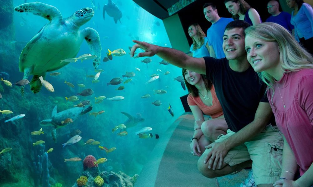 A tour offer photograph shows families looking at turtles, and other marine life from a see-through glass wall.