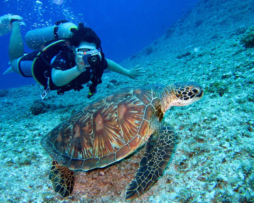 A person is underwater taking a photograph of a turtle which has a gorgeous pattern on its shell. It's easy to customise your all-inclusive holiday and you can make it relaxing or even adventurous should you like it that way