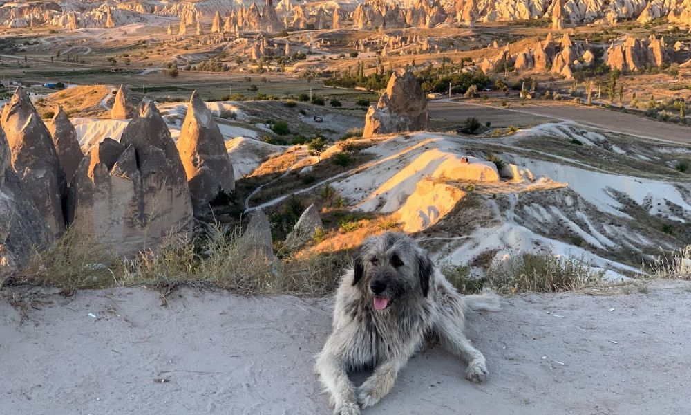 A stray dog sits on the top of a hill and below you can see the fairy chimneys of Cappadocia 