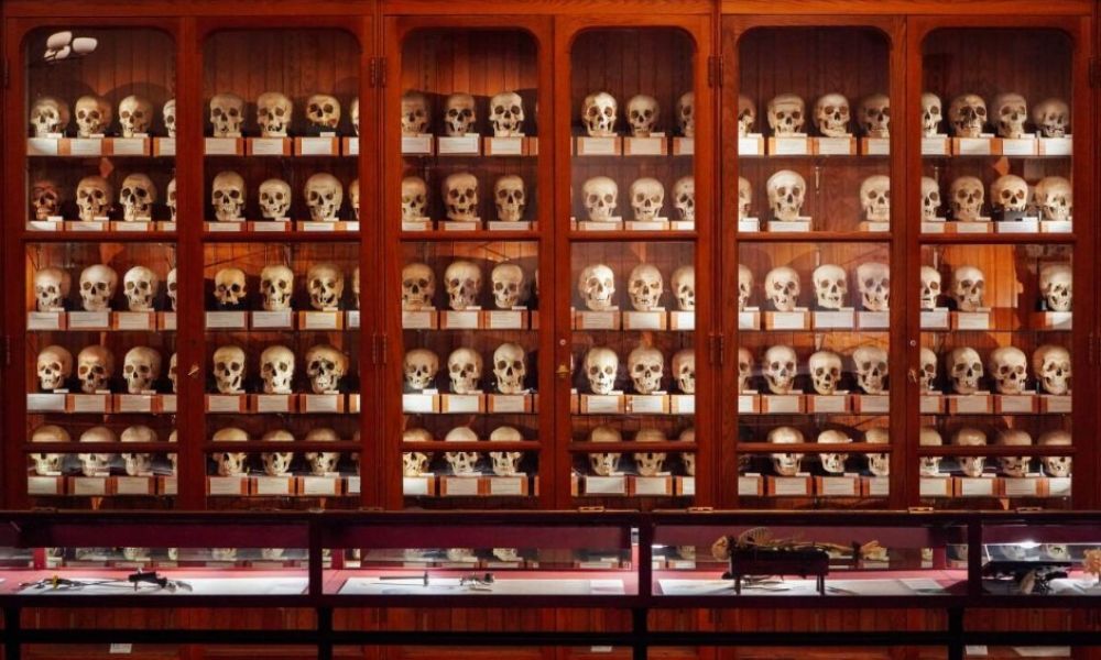 A photograph of the Mutter Museum in Philadelphia (inside) that depicts shelves filled with human skulls 