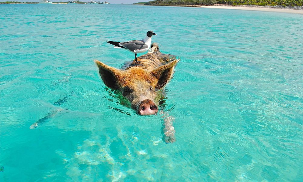 A pig swims in clear blue waters, and a bird sits atop it - holiday offers & deals are all about giving us a ticket to live our dreams