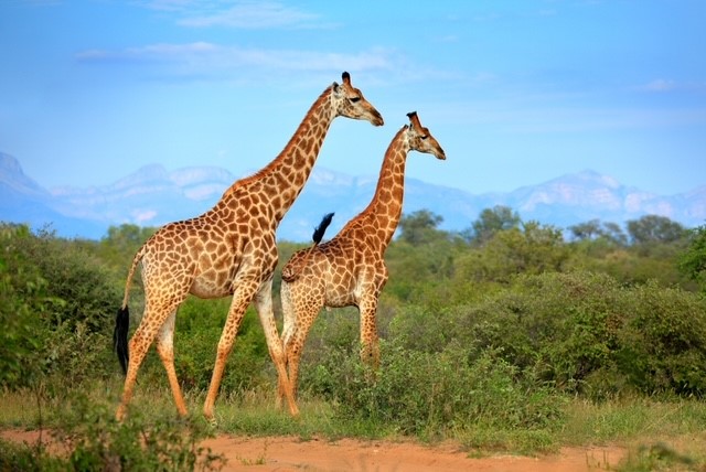 Two giraffes standing high amidst South African bushes and you can see the mountains in the background
