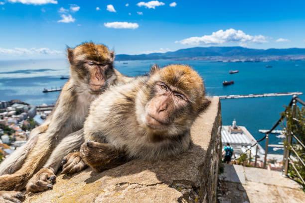 Barbary apes Gibraltar