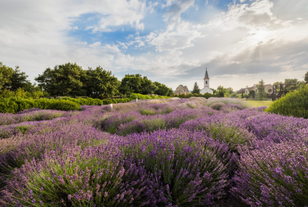 Hungary Lavender Fields