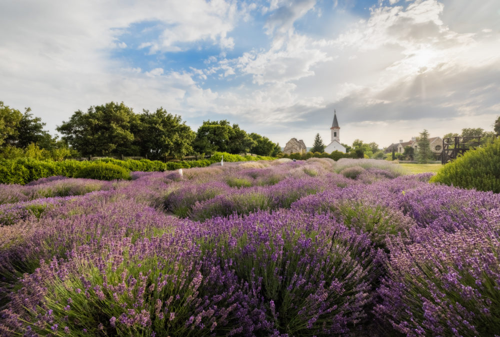 Hungary Lavender Fields